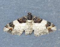 Attēlu rezultāti vaicājumam “Catarhoe cuculata”