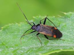 Attēlu rezultāti vaicājumam “Adelphocoris seticornis”