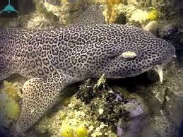 Image result for Poroderma pantherinum