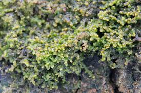 Attēlu rezultāti vaicājumam “Jungermanniopsida”