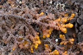 Attēlu rezultāti vaicājumam “Ptilidium ciliare”