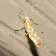 Attēlu rezultāti vaicājumam “Argyresthiidae”