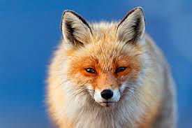 Attēlu rezultāti vaicājumam “Vulpes vulpes  adult”