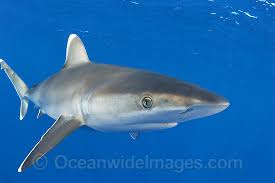Image result for Carcharhinus albimarginatus