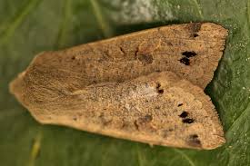 Attēlu rezultāti vaicājumam “Orthosia munda”