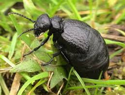 Attēlu rezultāti vaicājumam “Meloidae”