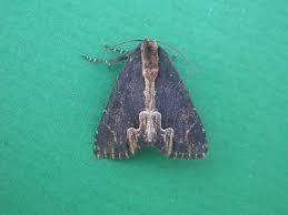 Attēlu rezultāti vaicājumam “Dypterygia scabriuscula”