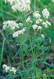 Attēlu rezultāti vaicājumam “Galium boreale fruit”