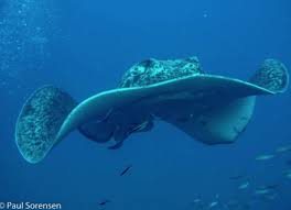 Image result for Diveline