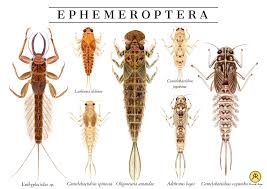 Attēlu rezultāti vaicājumam “Ephemeroptera larva”