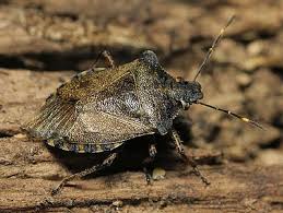 Attēlu rezultāti vaicājumam “Troilus luridus”