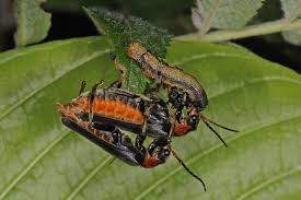 Attēlu rezultāti vaicājumam “Cantharis obscura”