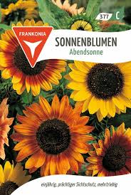 Image result for Sonnenblume