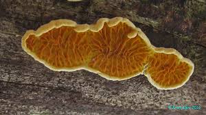 Attēlu rezultāti vaicājumam “Pseudomerulius aureus”