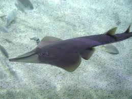 Image result for Glaucostegus cemiculus