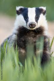 Attēlu rezultāti vaicājumam “Meles meles adult”