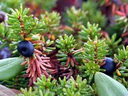 Attēlu rezultāti vaicājumam “Empetrum nigrum flower”