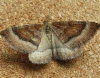 Attēlu rezultāti vaicājumam “Larentia clavaria”