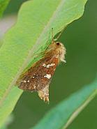 Attēlu rezultāti vaicājumam “Phymatopus hecta”