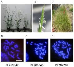 Attēlu rezultāti vaicājumam “Brachypodium sylvaticum fruit”