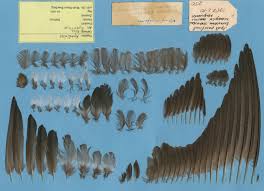 Image result for Apus pacificus