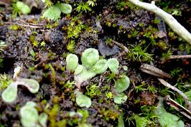 Attēlu rezultāti vaicājumam “Riccia bifurca”