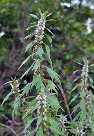Attēlu rezultāti vaicājumam “Leonurus quinquelobatus”