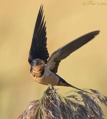 Attēlu rezultāti vaicājumam “Hirundo rustica adult”