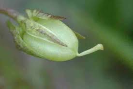 Attēlu rezultāti vaicājumam “Viola riviniana fruit”