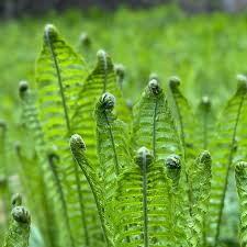 Attēlu rezultāti vaicājumam “Matteuccia struthiopteris”