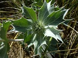 Attēlu rezultāti vaicājumam “Eryngium maritimum leaf”