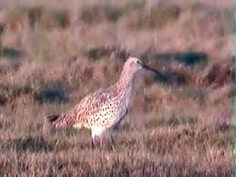 Image result for Numenius tenuirostris