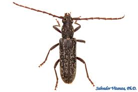 Attēlu rezultāti vaicājumam “Cerambycidae”