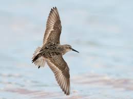 Image result for Calidris pusilla