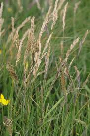 Attēlu rezultāti vaicājumam “Festuca rubra subsp. rubra fruit”