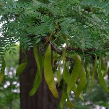 Attēlu rezultāti vaicājumam “Gleditsia triacanthos bud”