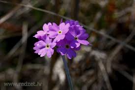Attēlu rezultāti vaicājumam “Primula farinosa fruit”