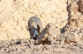 Image result for canis lupus arabs