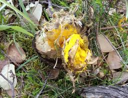 Attēlu rezultāti vaicājumam “Hypomyces chrysospermus”