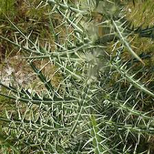 Image result for Ptilostemon afer