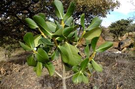 Attēlu rezultāti vaicājumam “Clusiaceae”
