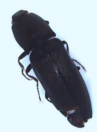 Attēlu rezultāti vaicājumam “Elateridae”