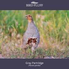 Attēlu rezultāti vaicājumam “Perdix perdix”