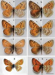 Attēlu rezultāti vaicājumam “Melitaea didyma underside”