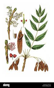 Attēlu rezultāti vaicājumam “Fraxinus excelsior”