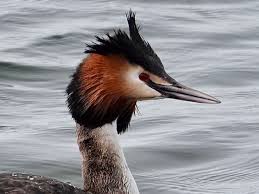 Attēlu rezultāti vaicājumam “Podiceps cristatus”