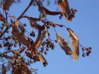Attēlu rezultāti vaicājumam “Tilia platyphyllos Laciniata fruit”