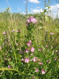 Attēlu rezultāti vaicājumam “Ononis arvensis”