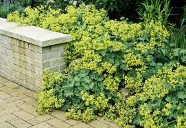 Image result for Alchemilla mollis