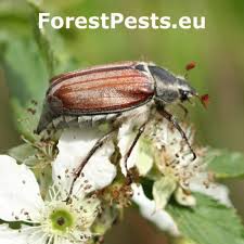 Attēlu rezultāti vaicājumam “Caliroa annulipes”